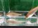 画像3: カネヒラ　（約3〜4cm）　岡山産 (3)