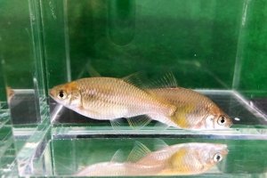 画像2: 特価　カネヒラ　（約3〜4cm）　岡山産　１0匹セット