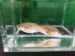 画像2: カネヒラ　（約3〜4cm）　岡山産
