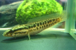 画像3: カムルチー　（雷魚：約7〜8cm）