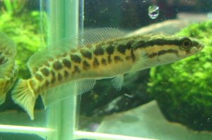 画像2: カムルチー　（雷魚：約7〜8cm）