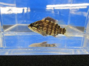 画像1: オヤニラミ　（仔）　和歌山産