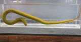 タウナギ　（中）