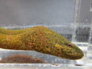 画像2: タウナギ　（やや大）