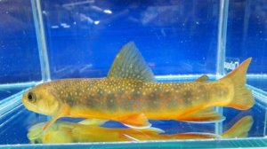 画像1: オショロコマ　（特大：約17〜18cm）　♂