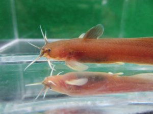 画像2: アカザ　（中）　徳島産