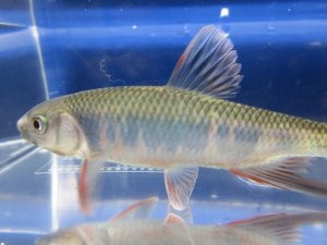 画像1: オイカワ　（大：淡い婚姻色）　琵琶湖水系産　♂