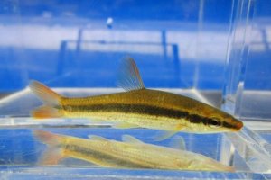 画像12: ムギツク　（約4〜5cm）　兵庫産　３匹セット