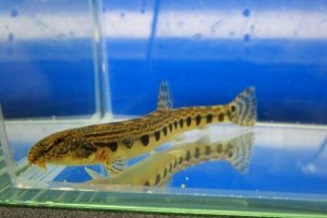 画像1: ニシシマドジョ　（約7〜8cm）　愛知産