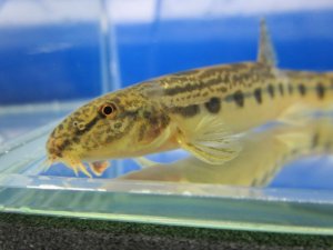 画像3: ニシシマドジョ　（約7〜8cm）　愛知産