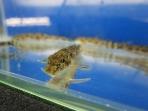 画像2: カマツカ　（小）　岐阜産