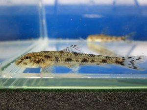 画像3: カマツカ　（小）　岐阜産