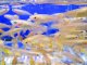 【限定特価】　ヒメダカ　 ５００匹