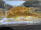 カワヨシノボリ　（小）　徳島産　２匹