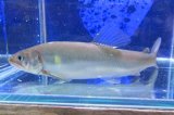 アユ　－鮎－　琵琶湖水系産養魚　３匹セット