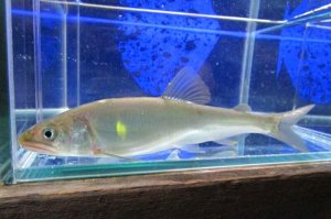 画像1: 【限定特価】　アユ　－鮎－　琵琶湖水系産養魚　２０匹セット