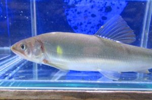 画像1: アユ　－鮎－　琵琶湖水系産養魚　１０匹セット