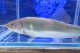 アユ　－鮎－　琵琶湖水系産養魚　１０匹セット