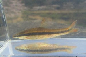 画像11: ムギツク　（約4〜5cm）　兵庫産　３匹セット