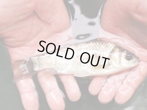 画像4: ギンブナ　（約13〜14ｃｍ）　奈良産