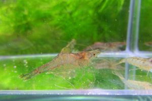 画像4: ヌカエビ　宮城産　５匹