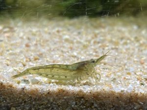 画像4: 特価　ミナミヌマエビ　（小）　３０匹セット