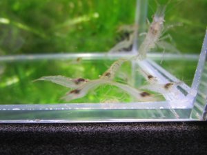 画像2: 特価　ミナミヌマエビ　（小）　１０匹セット　