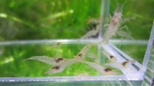 画像1: 特価　ミナミヌマエビ　（小）　３０匹セット