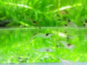 画像1: 特価　ミナミヌマエビ　（小）　６０匹セット