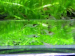 画像3: 特価　ミナミヌマエビ　（小）　３０匹セット