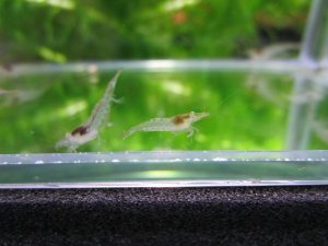 画像3: 特価　ミナミヌマエビ　（小）　１０匹セット　