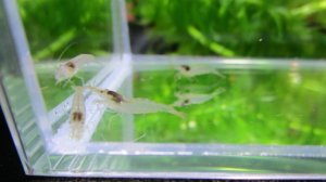 画像2: 特価　ミナミヌマエビ　（小）　３０匹セット