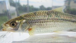 画像1: ホンモロコ　（約9〜10cm）　琵琶湖水系産　３匹セット