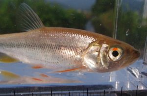 画像1: ヌマムツ　（中）　琵琶湖水系産