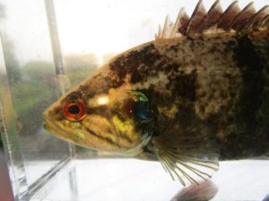 画像1: オヤニラミ　（特大：11cm）　滋賀産