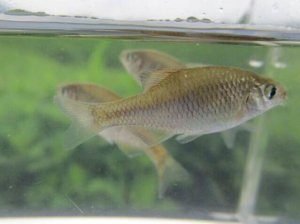 画像2: アブラボテ　（仔）　琵琶湖水系産