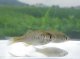 アブラボテ　（仔）　琵琶湖水系産
