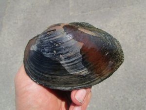 画像2: ドブ貝　（中）　福井産