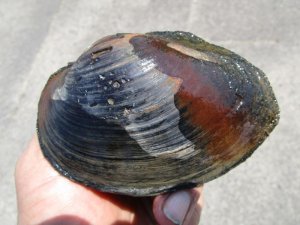 画像1: ドブ貝　（中）　福井産