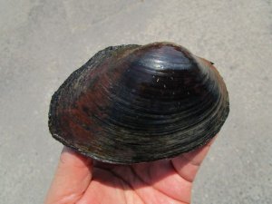 画像3: ドブ貝　（中）　福井産