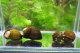 イシマキ貝　（大）　１０コ