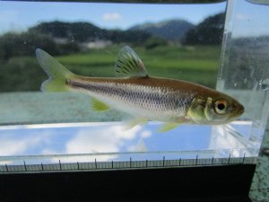 画像3: カワムツ　（約9〜10cm）　三重琵琶淀川水系産
