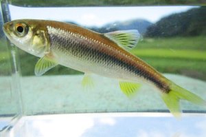 画像2: カワムツ　（約7〜8cm）　宮城産