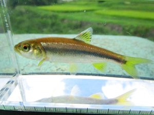 画像1: カワムツ　（約7〜8cm）　宮城産