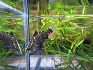 画像1: アカメ　（約3cm）　四万十川産