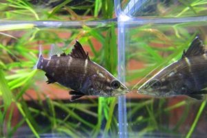 画像1: アカメ　（約3cm）　四万十川水系産　３匹セット