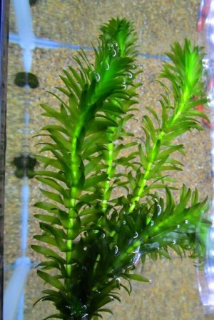 画像5: 特価　アナカリス　５０本束　山陽産
