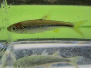 画像4: カワムツ　（約7〜8cm）　宮城産