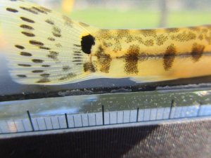 画像3: ニシシマドジョウ　（約10〜11cm）　愛知産