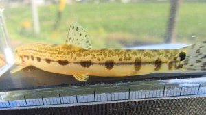 画像2: ニシシマドジョウ　（約10〜11cm）　愛知産
